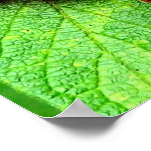 Poster Berries Rouges Avec Raindrop Nature (Coin)