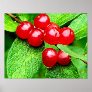 Poster Berries Rouges Avec Raindrop Nature