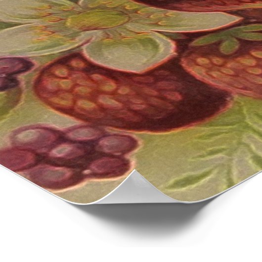 Poster Berries vintages (Coin)