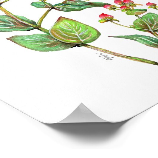 Poster Berry Hypericum rouge (Coin)