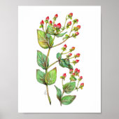Poster Berry Hypericum rouge (Devant)