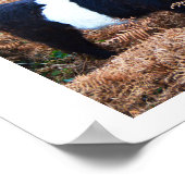 Poster Bestiaux de Galloway (Coin)