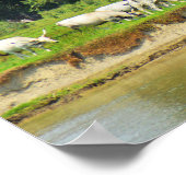 Poster Bétail blanc et rivière Danube (Coin)