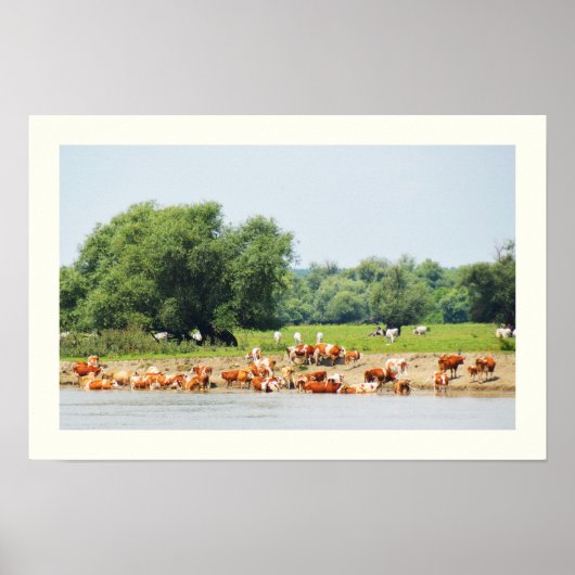 Poster Bétail et le Danube (Devant)
