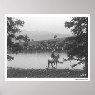 Poster Bétail par un étang avec deux cowboys