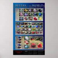 Poster Betta