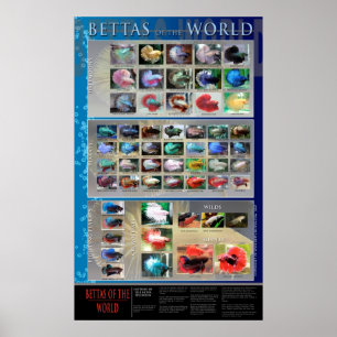 Poster Betta