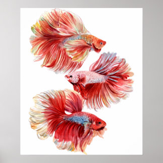 Poster Betta fish