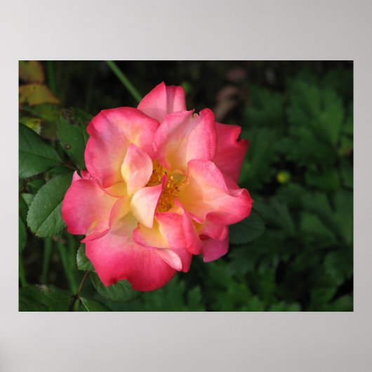 Poster Betty Boop - 24 mai 2009 139 (Devant)