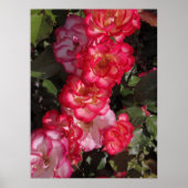 Poster Betty Boop Roses (Devant)