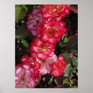 Poster Betty Boop Roses