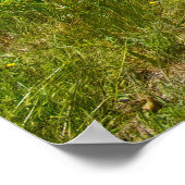 Poster Between the Fences (Coin)