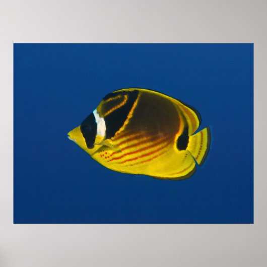 Poster Beurre de Racon (Devant)