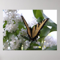 Beurre d'escompte du tigre oriental sur Lilac blan
