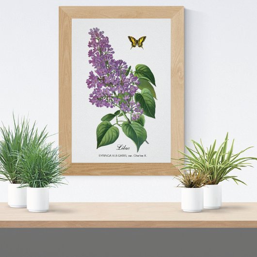 Poster Beurre Lilac Botanique Jean Bois