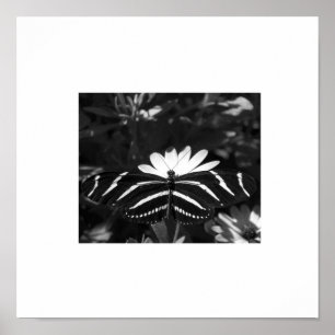 Poster Beurre Zèbre B&W blanc
