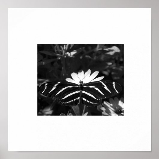 Poster Beurre Zèbre B&W blanc (Devant)