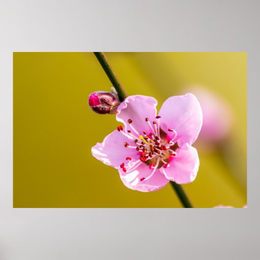 Poster Bezaubernde Blumen für die Wand (Devant)