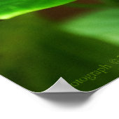 Poster Biblis Cethosia (Coin)