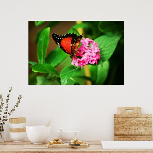 Poster Biblis Cethosia (Cuisine)