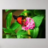 Poster Biblis Cethosia (Devant)