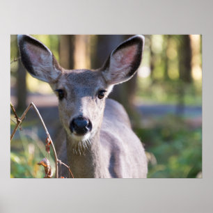 Poster Biche à queue noire de Columbie État de Washingt