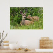 Poster Biche de cerf mulet avec faon (Cuisine)