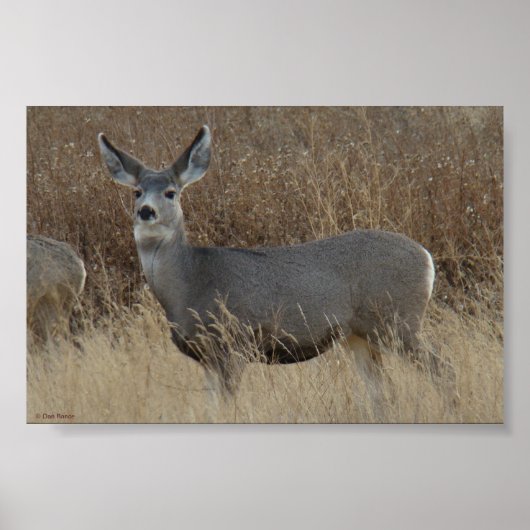 Poster Biche de cerf mulet D14 (Devant)