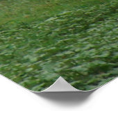 Poster Biche et faon de cerf mulet D5 (Coin)