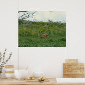 Poster Biche et faon de cerf mulet D5 (Cuisine)