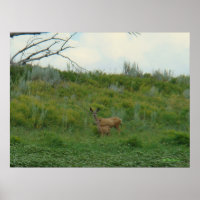 Biche et faon de cerf mulet D5