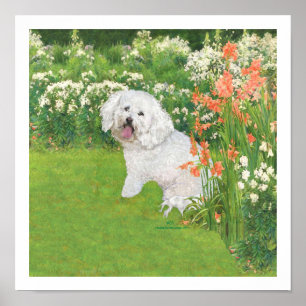 Poster Bichon Frise
