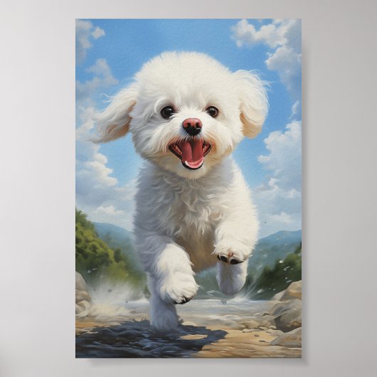 Poster Bichon Frise (Devant)