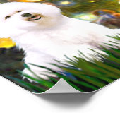 Poster Bichon Frise 1 - MidEve (Coin)