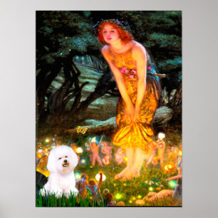 Poster Bichon Frise 1 - MidEve