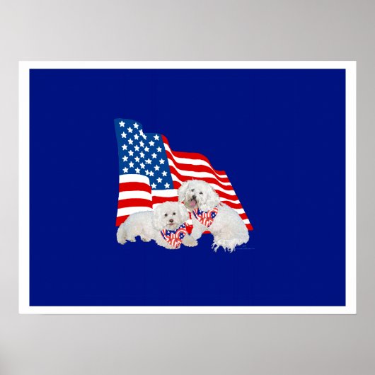 Poster Bichon frisé drapeau américain (Devant)