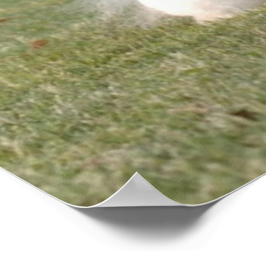 Poster Bichon Frise Imprimer (Coin)