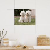 Poster Bichon Frise Imprimer (Cuisine)