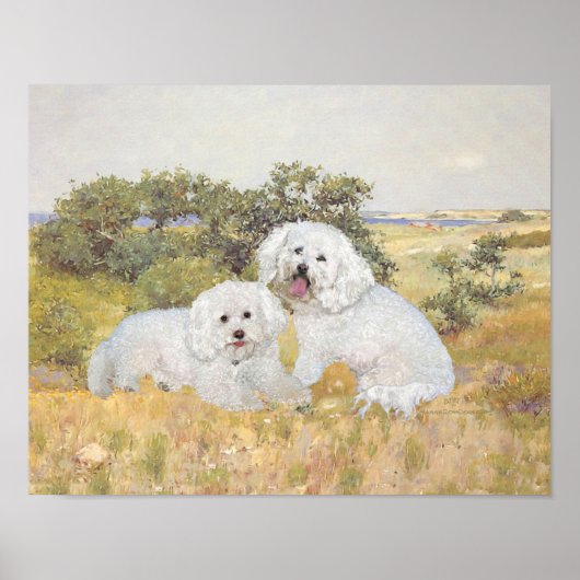 Poster Bichon Frise Meadow View (Devant)