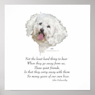 Poster Bichon Frisé Pont de l'Arc-en-Ciel