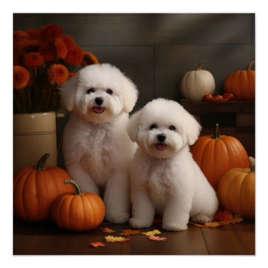 Poster Bichon Frise Puppy Automne Citrouille délice (Devant)