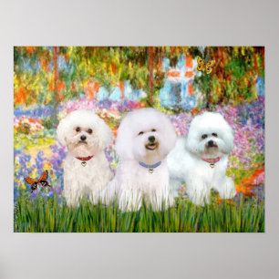 Poster Bichon Frise Trio - Garden (VG)