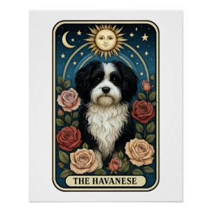 Poster Bichon havanais