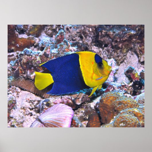 Poster Bicolore (Devant)