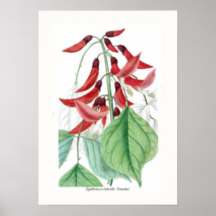 Poster Bidwillii 'Camdeni d'Erythrina X