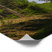 Poster Biélorussie Forêt Route rurale Ciel Paysage Nature (Coin)