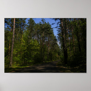 Poster Biélorussie Forêt Route rurale Ciel Paysage Nature