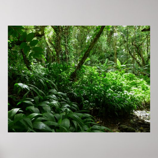 Poster Bienvenue dans la jungle ! (Devant)