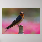 Poster Bienvenue Swallow (Devant)