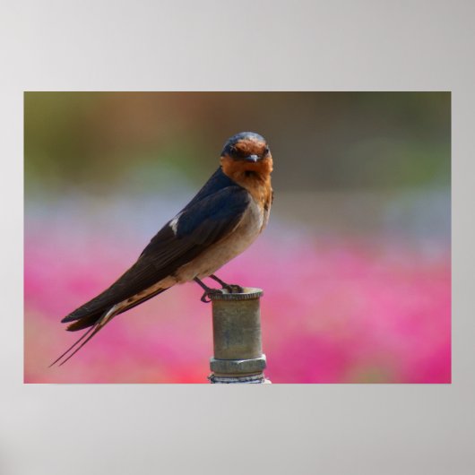 Poster Bienvenue Swallow (Devant)